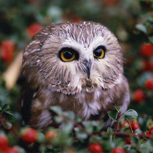 Owls Live Wallpaper