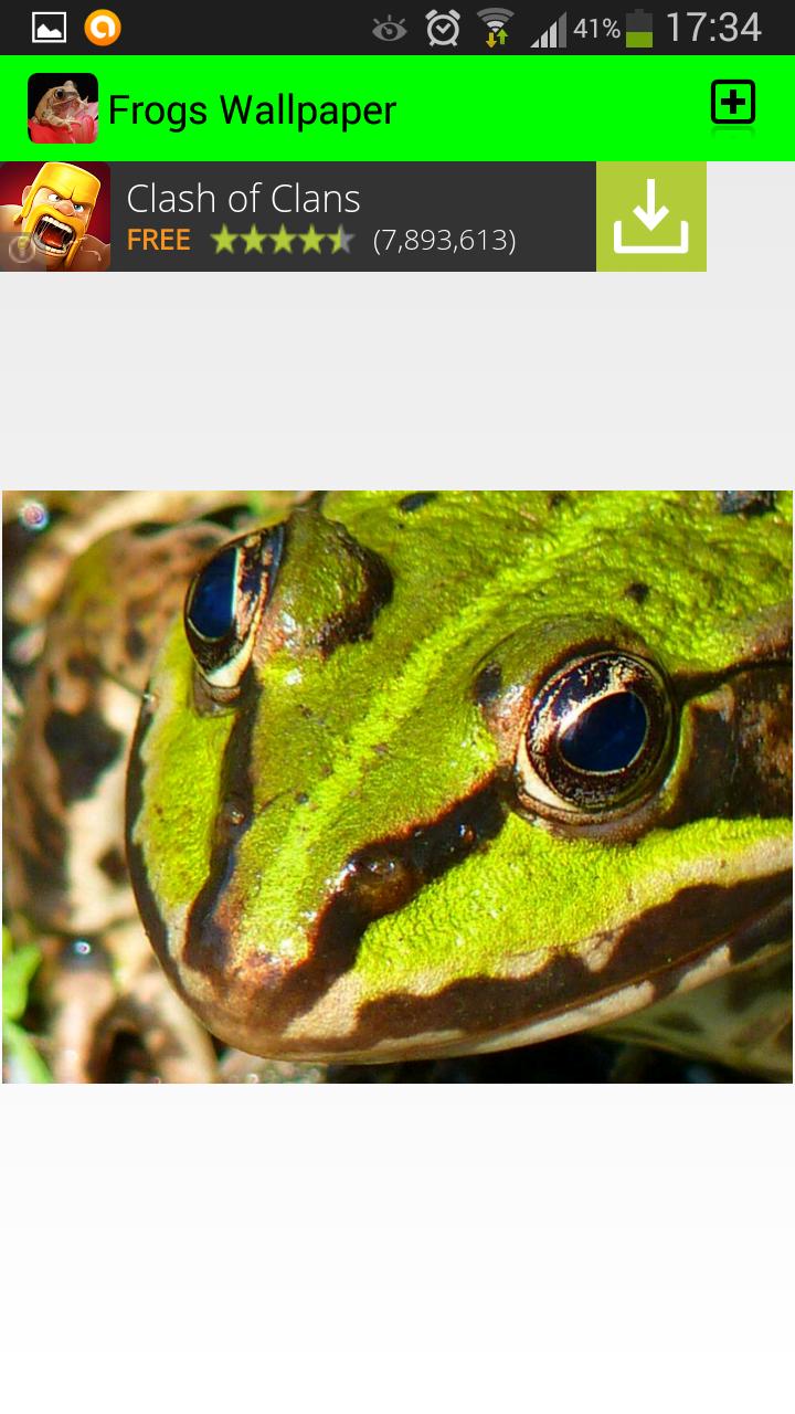 Frog Wallpapers
