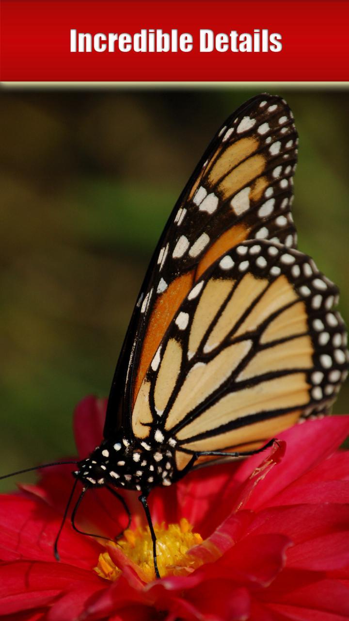 Butterfly HD Collection