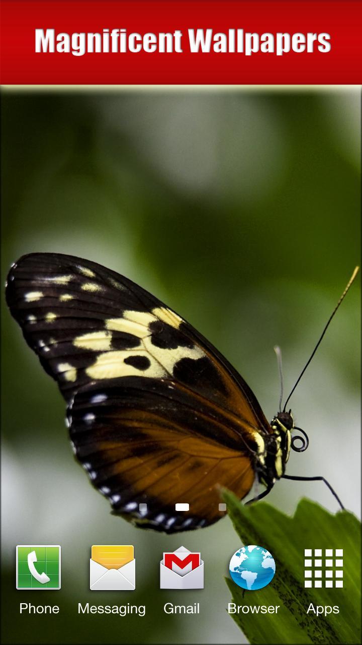 Butterfly HD Collection