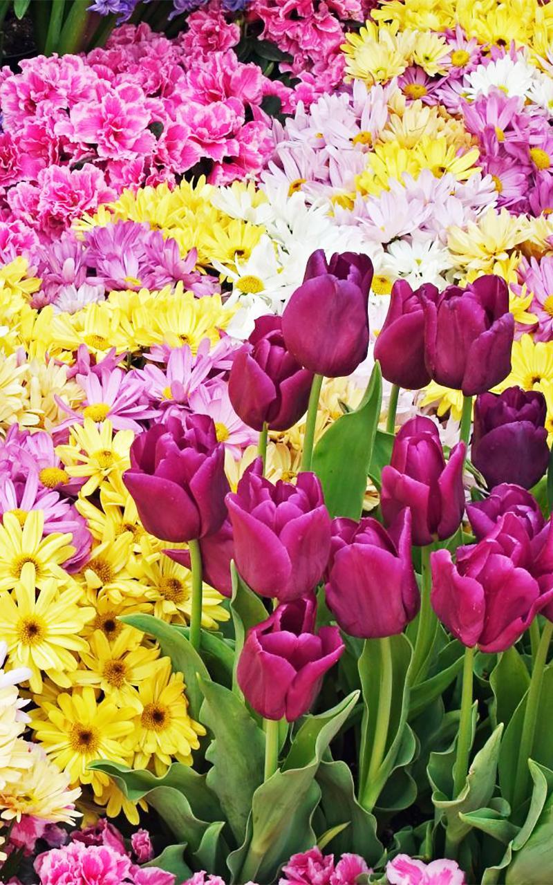 Garden Flowers Live Wallpaper