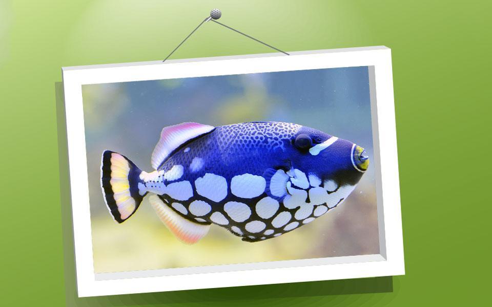 Picture Puzzle: Fishes
