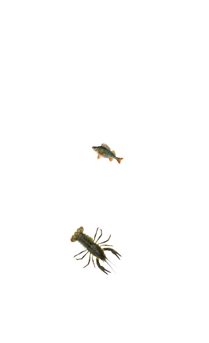 Crawfish simulator
