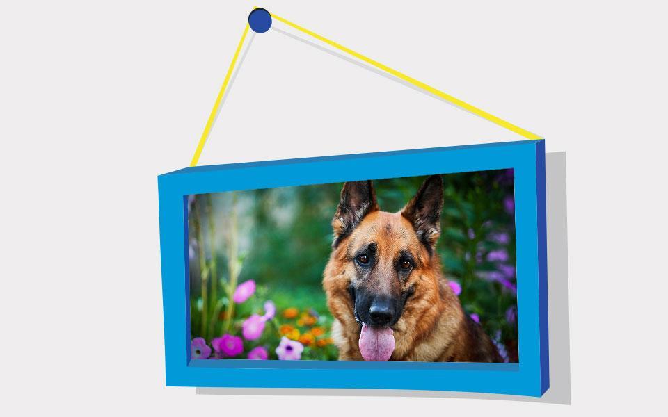 Picture Puzzle: German Shepher