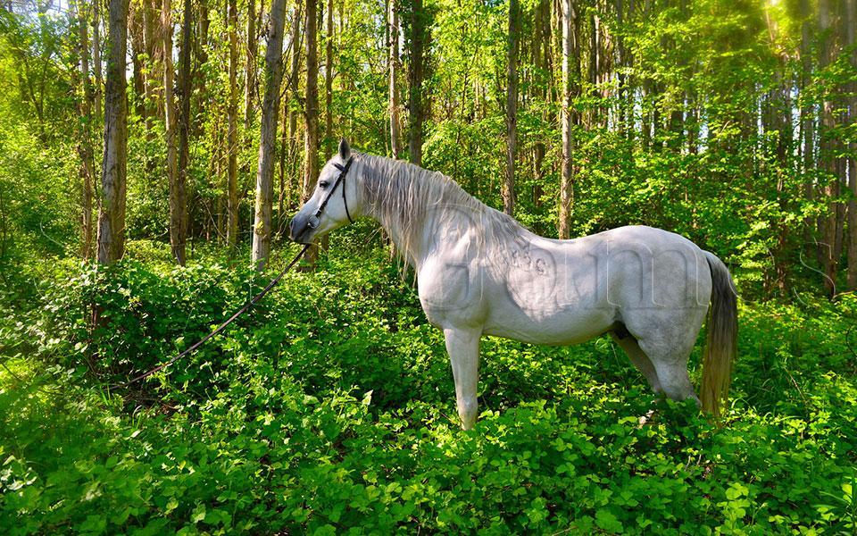 Horses Tile Puzzle